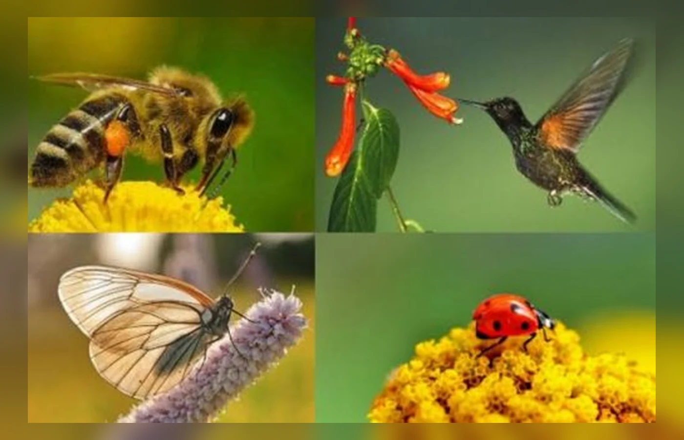 Bichos y polinizadores