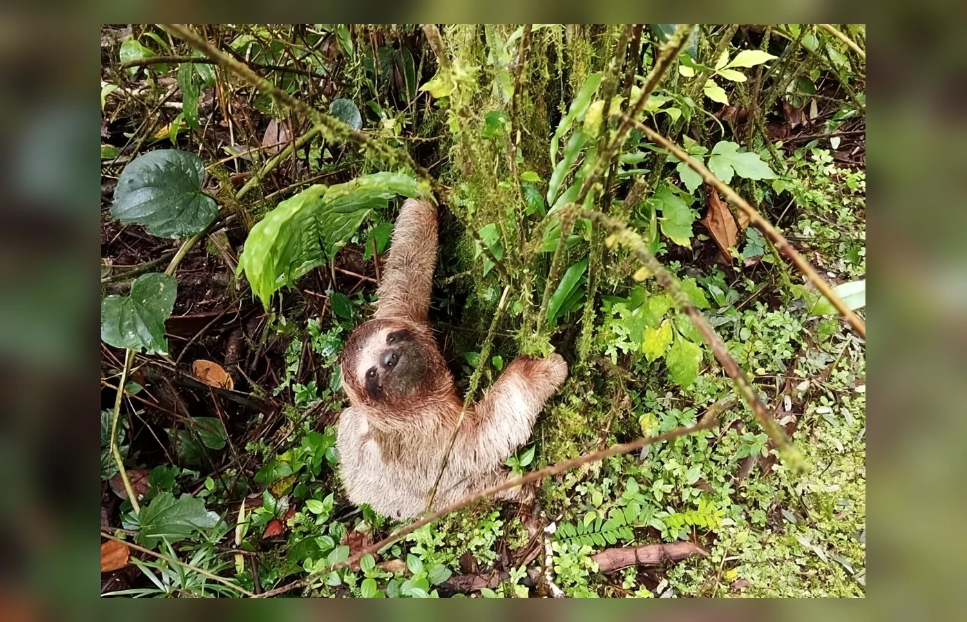 Sorpresas del bosque