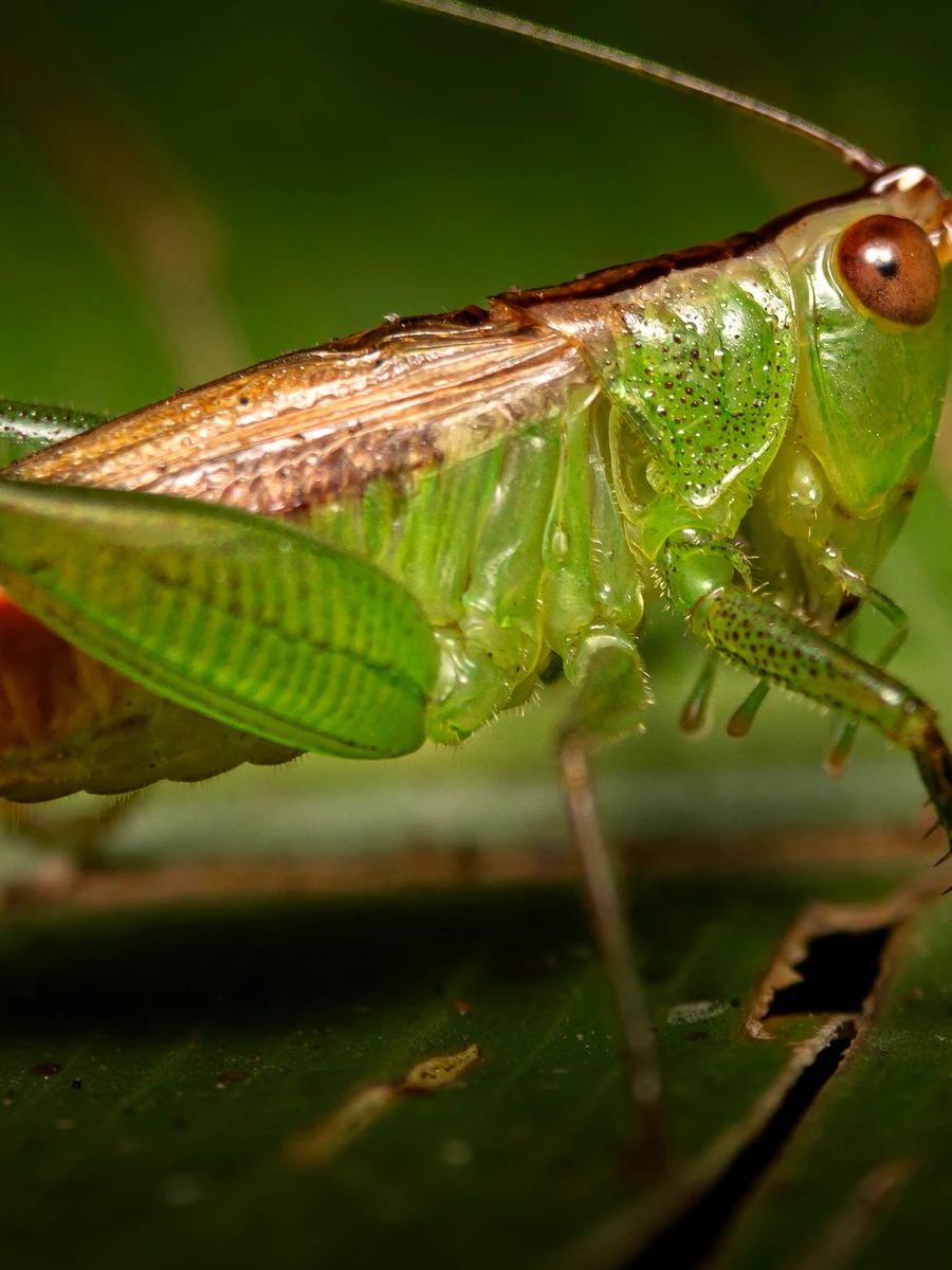 Galería visual del festival