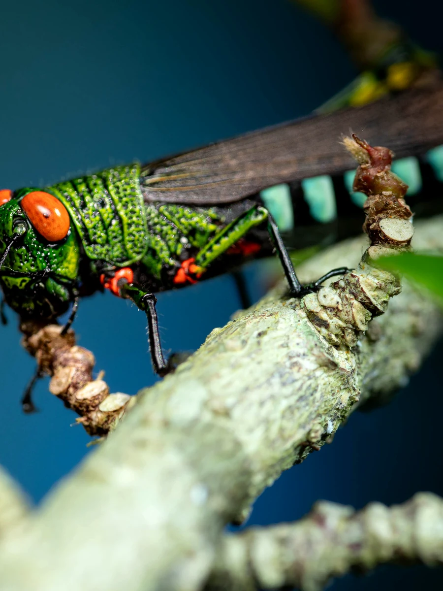Galería visual del festival