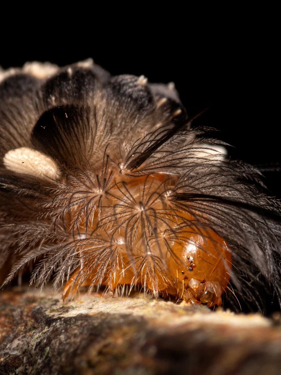 Galería visual del festival