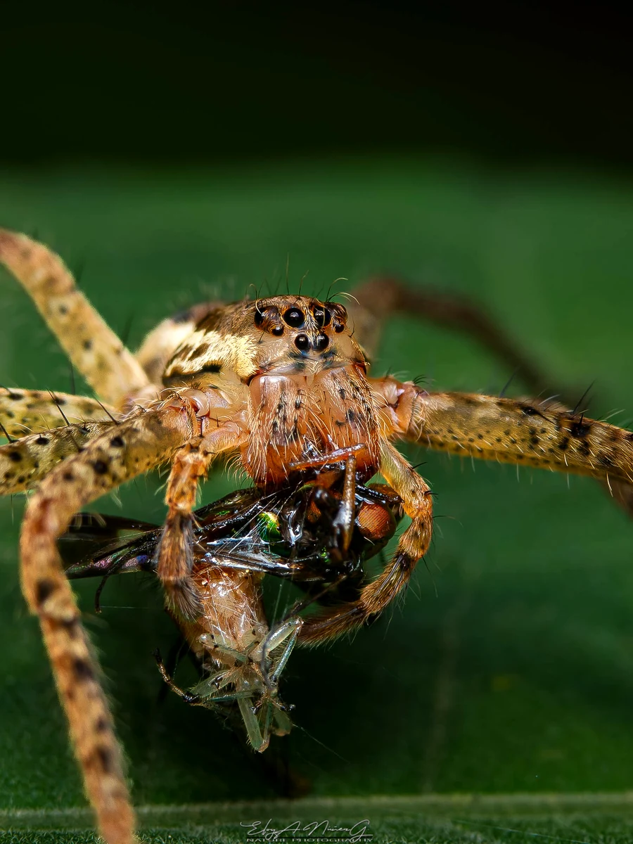 Galería visual del festival