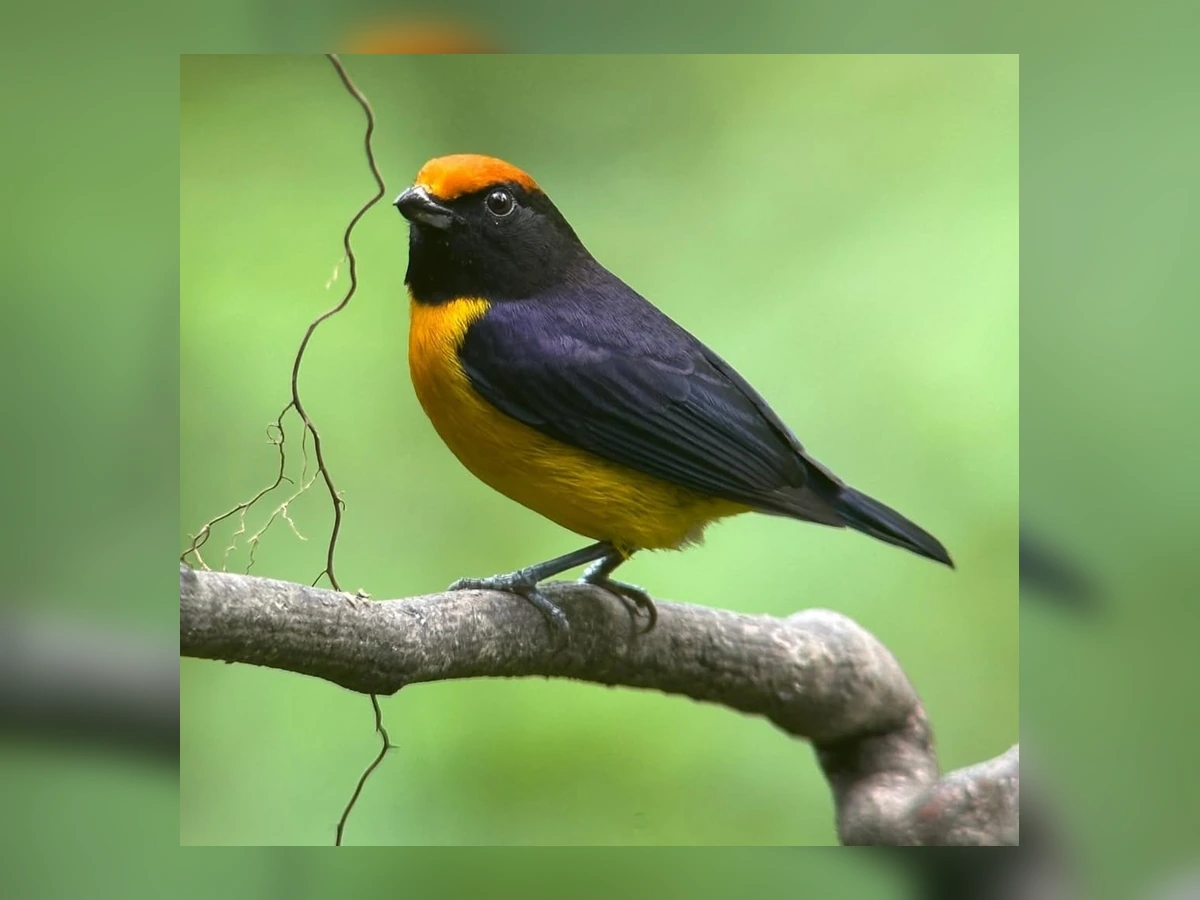 Pajareando con Canopy Family