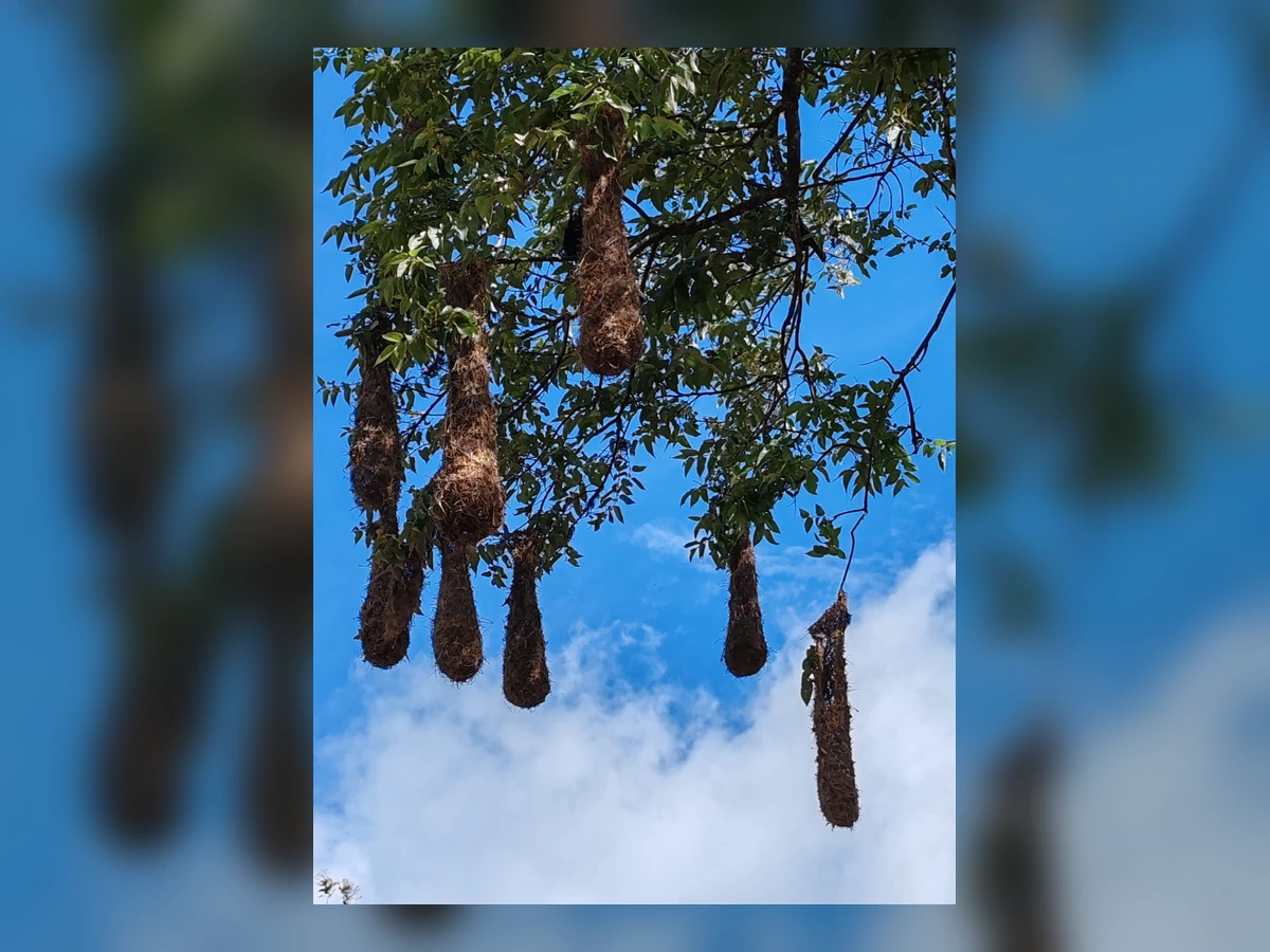 Pajareando con Canopy Lodge