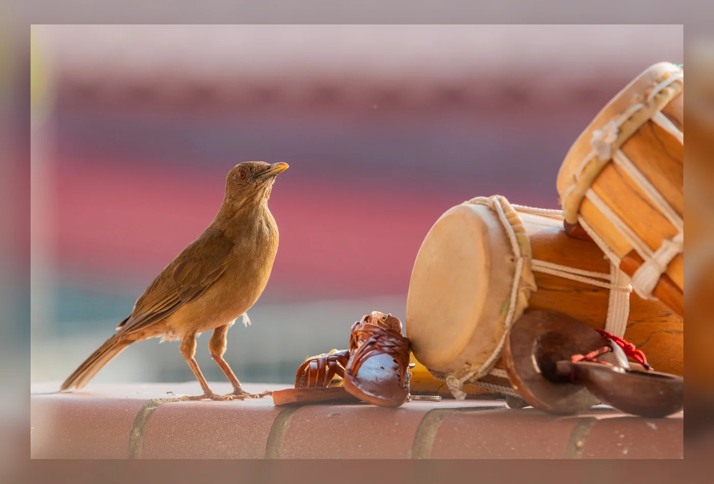 Buscando Lifers en Río Indio