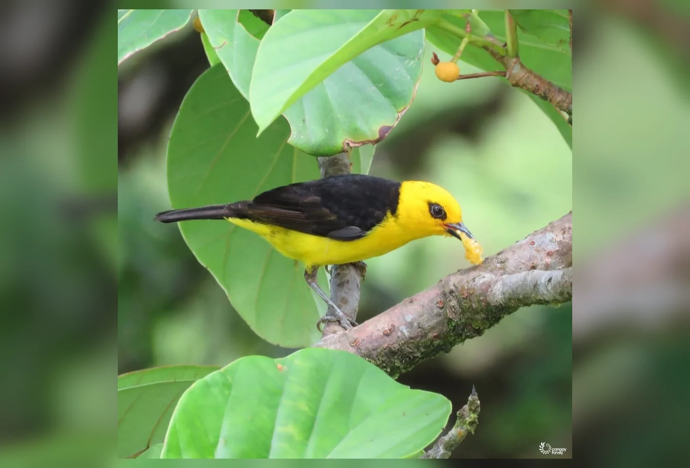 Pajareando en Mata Ahogado
