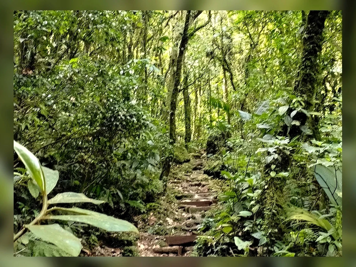 Las aves de Las Minas